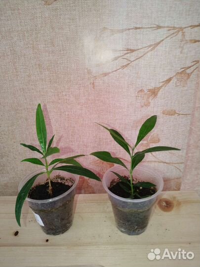 Таренна, Табернемонтана, паветта