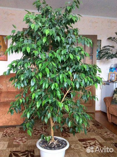 Фикус Бенджамина