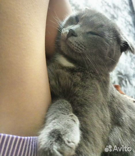 Кот веслауха