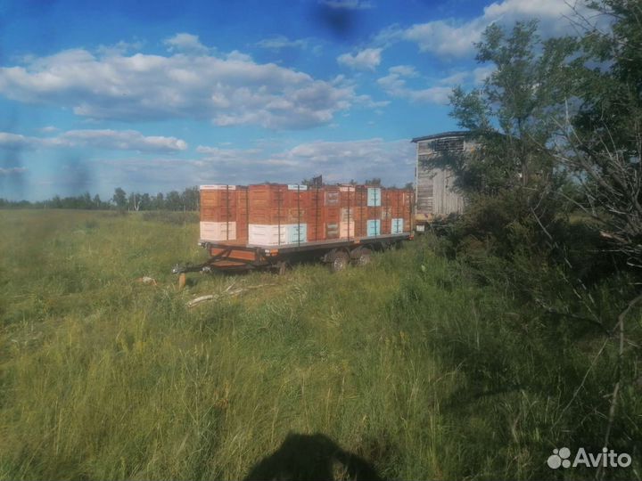 Пчелопакеты