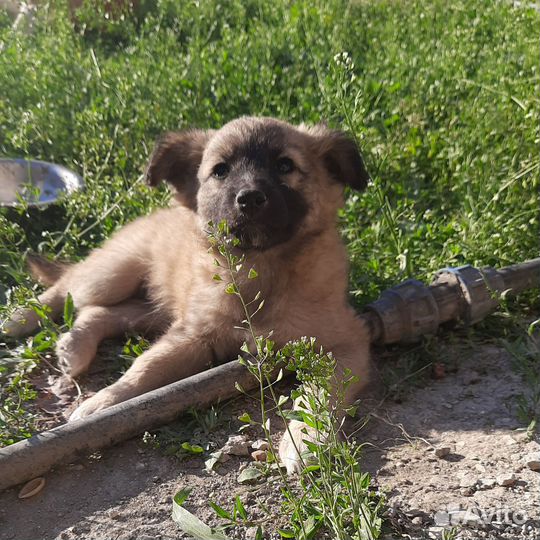 Собаки в добрые руки отдам бесплатно
