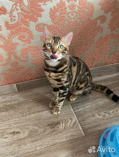 Бенгальские котята