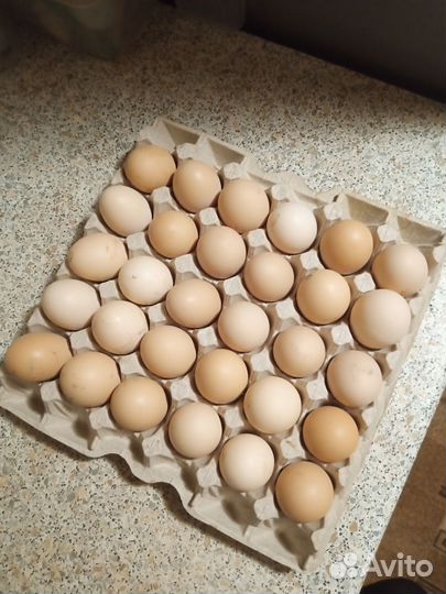 Домашние куриные яйца