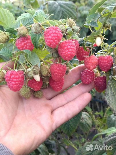 Саженцы Малины