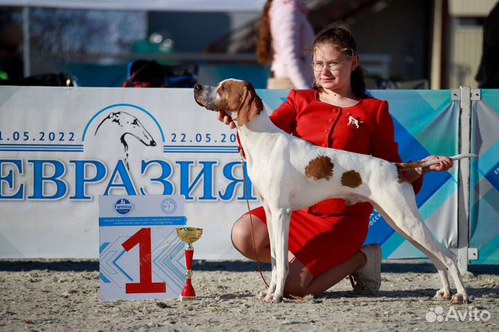 Хендлер / подготовка собак к выставке / хендлинг