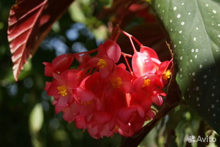 Королевская бегония