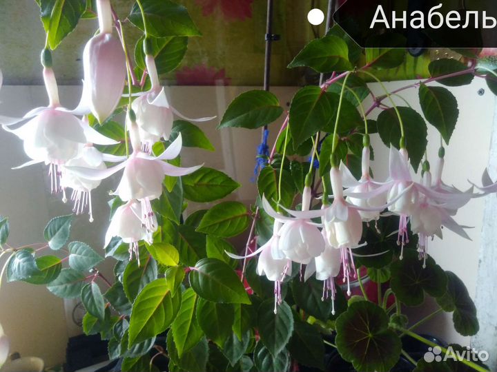 Кустики фуксий подрощеные