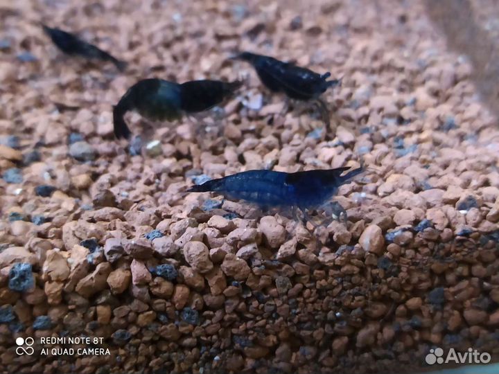 Гроты.Опоры.Анциструсы. Креветки. Растения