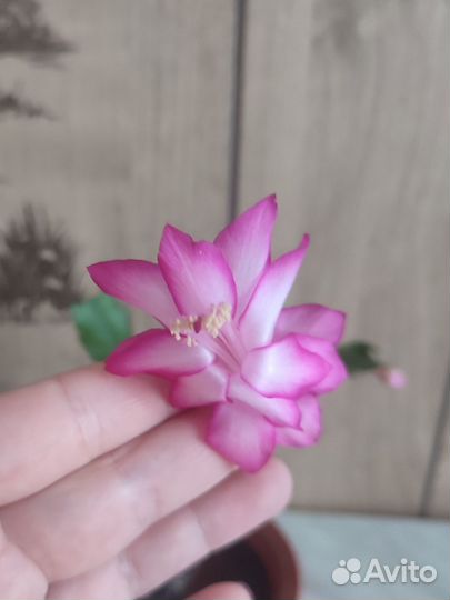 Декабрист/шлюмбергера