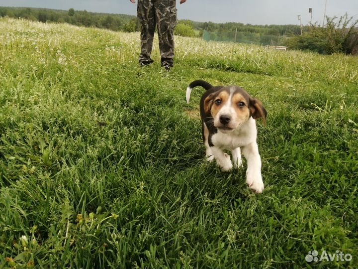 Щенок русская пегая гончая