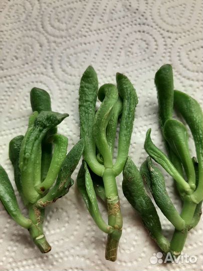 Красула Фрогги