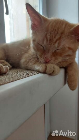 Рыжий котенок в дар 2 месяца