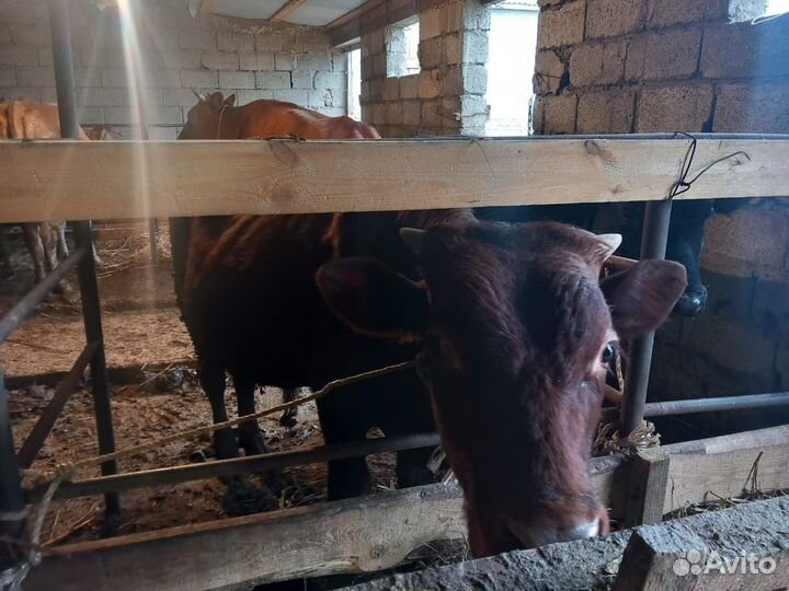 Бычки и быки, бычки на откорм