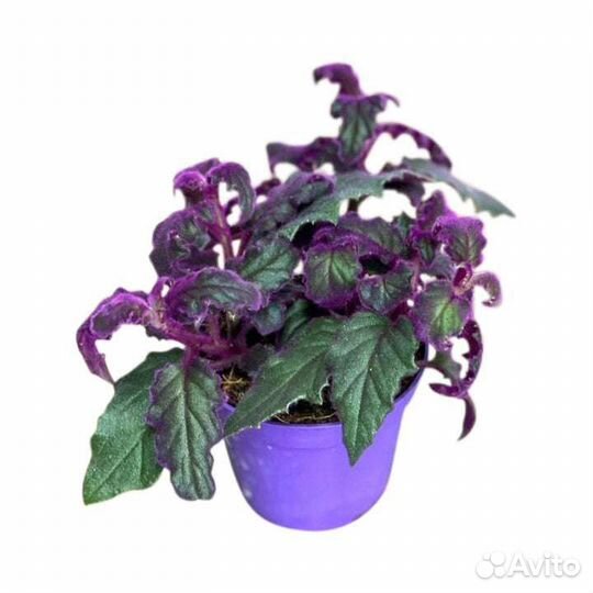 Гинура Aurantiaca Purple Passion