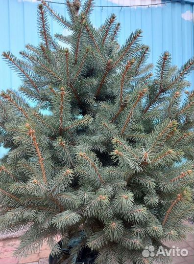 Ели живые от 2.5м