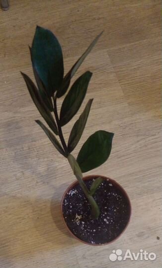 Замиокулькас супер нова черный