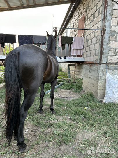 Карачаевский жеребец