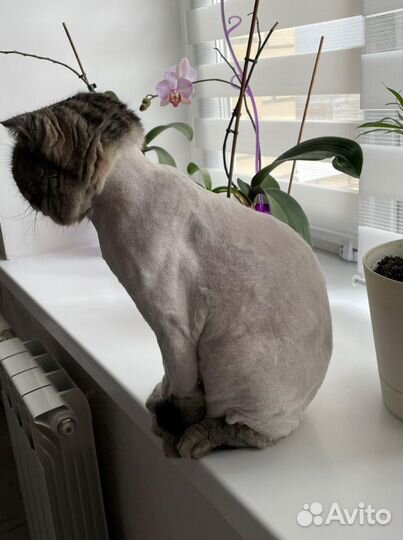 Стрижка кошек barbercat tmn