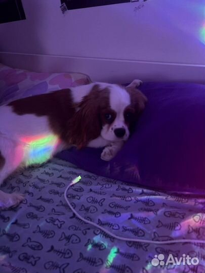 Передержка собак / зоогостиница Москва