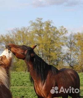 Лошадь жеребец