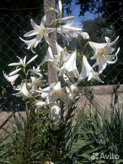 Лилия белая лечебная