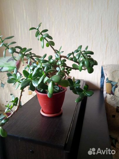 Толстянка денежное дерево