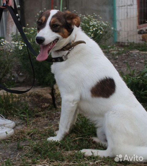 Щенок подросток в добрые руки