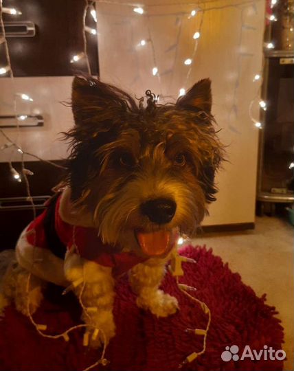 Бивер-йорк вязка