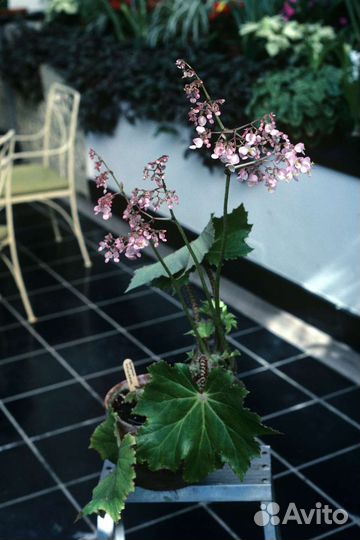 Бегония клещевинолистная (гибрид)