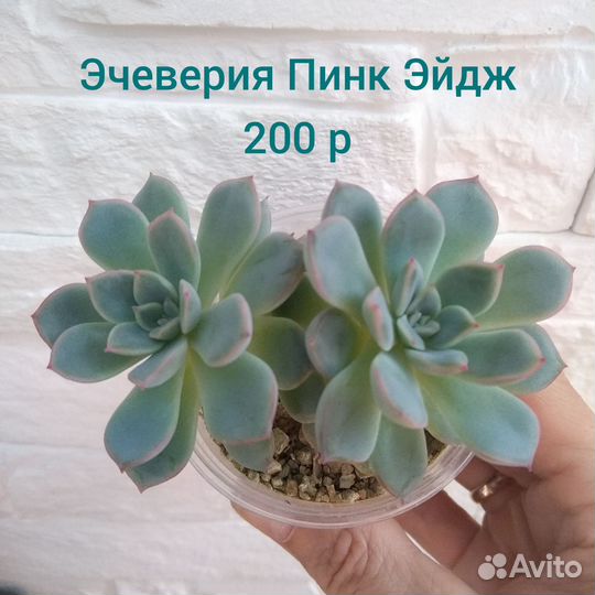 Суккуленты