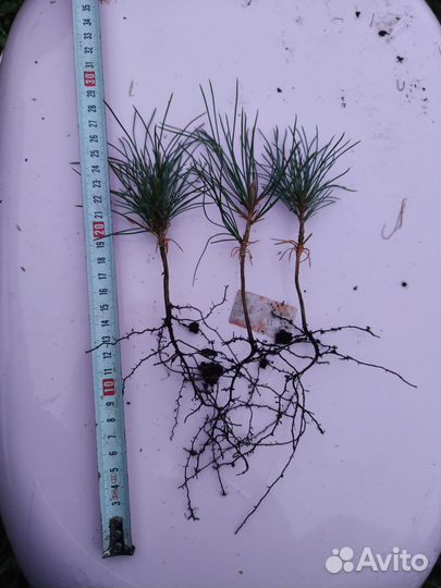 Кедр Сибирский сеянцы с окс хвойные на Доращи