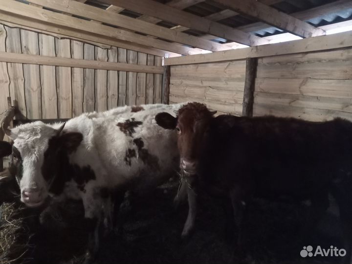 Телки на мясо