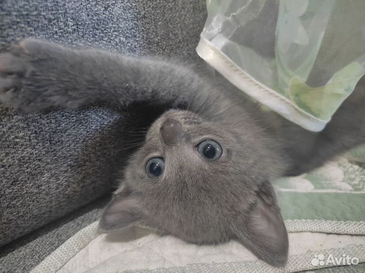 Котятки в добрые руки)