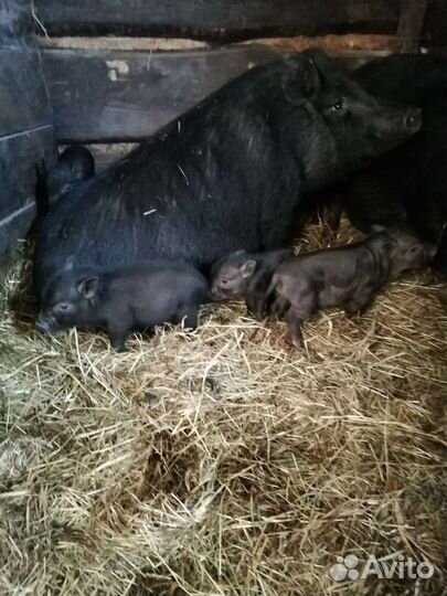 Вьетнамский вислобрюхий поросенок