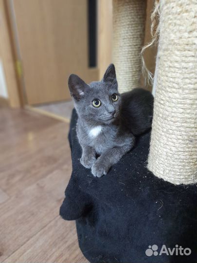 Мальчик породы русская голубая