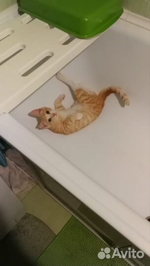 Классный котенок Сема