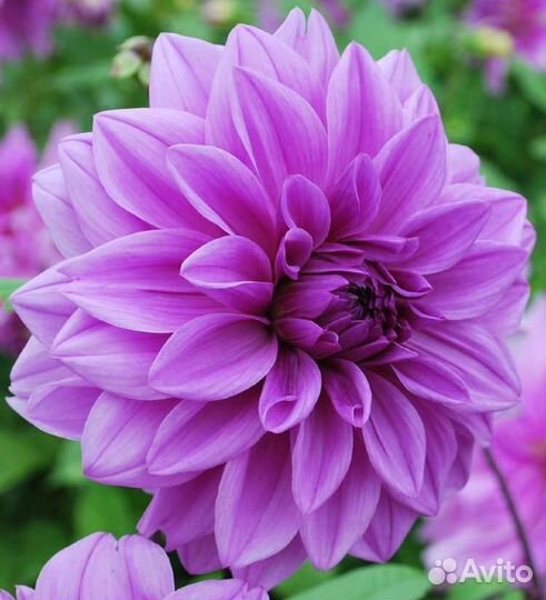 Георгины клубни