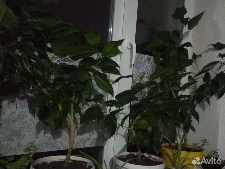 Гибискус китайская роза