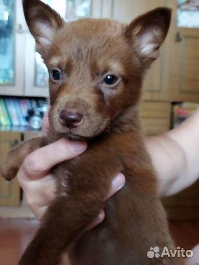 Отдам бесплатно