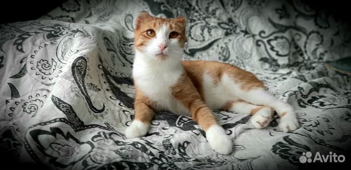 Красавец Тихон