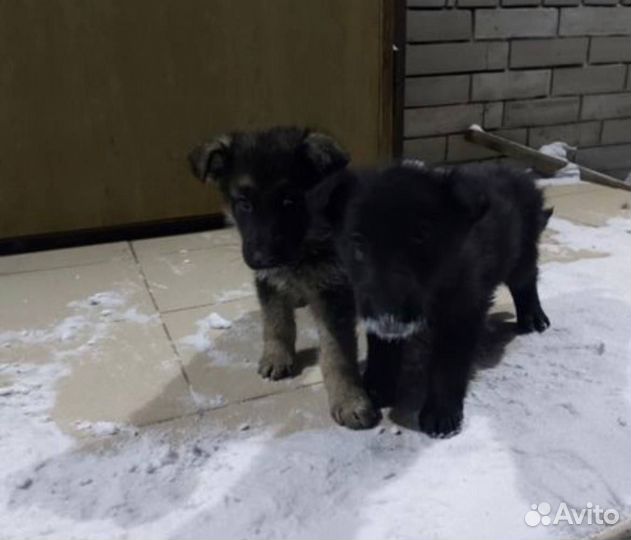 Щенки немецкой овчарки