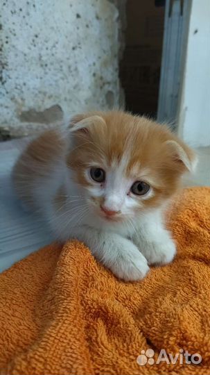 Кошка в добрые руки