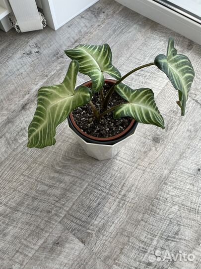 Ксантосома Линдена