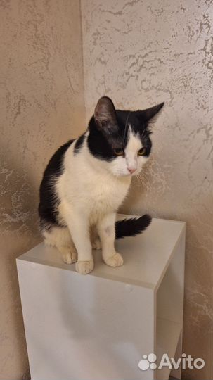 Котик Тавик