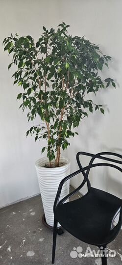 Продам фикус Бенджамина