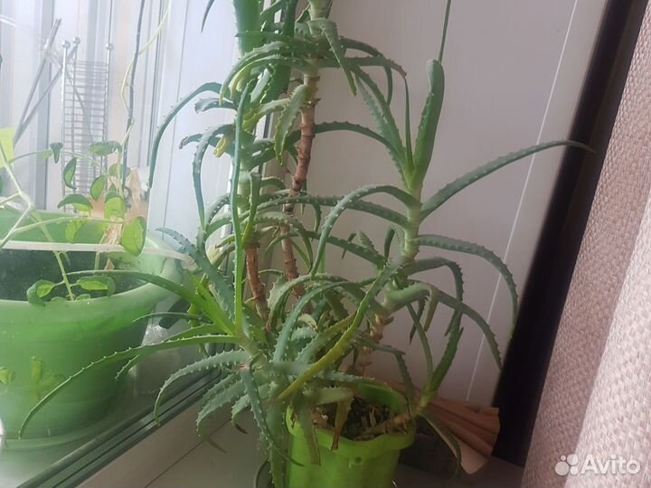 Алоэ столетник