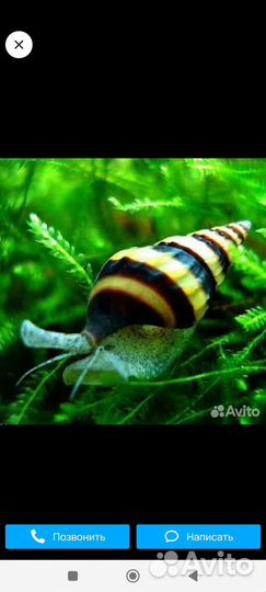 Улитки аквариумные Хелена