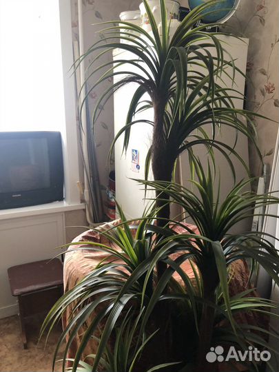 Искусственная пальма бу