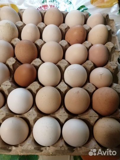 Кожура яичная