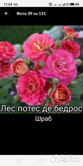 Саженцы роз шрабы